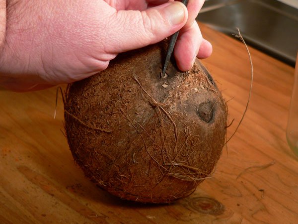 coconut, screwdriver in hand.